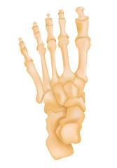 Foot Bone Anatomy