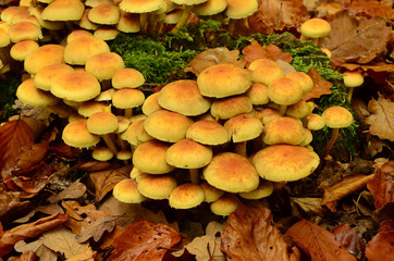 Gruenblaettriger Schwefelkopf