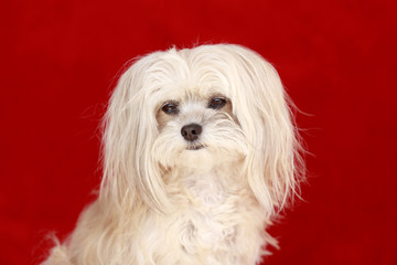 Tierporträt einer Bolonka Zwetna Hündin