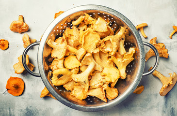 Forest mushrooms chanterelle in a steel colander, gray background, top view