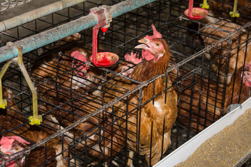 Eggs Chickens in cages industrial farm