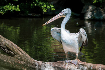 Pelican in a pond