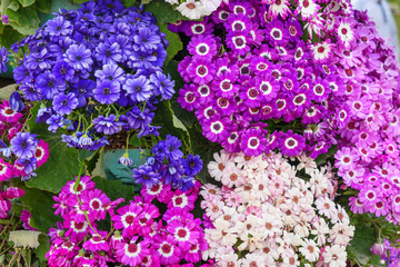 Mixed cineraria flowers on flower bed