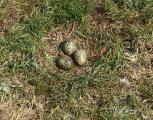 Kücken in der Lachmöwenkolonie Riether Werder