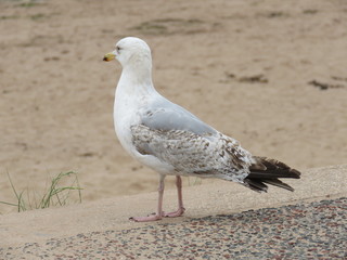 Dawlish Warren Nature Reserve Seagull