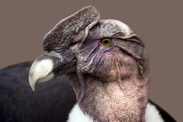 condor animal portrait