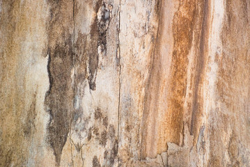 Photo of a living tree texture without bark