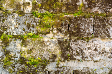 Obraz premium Photo of an old dilapidated stone wall with sprouted green moss and limestone