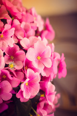 Fototapeta na wymiar pink artificial flowers