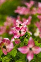 Fototapeta premium Dogwood tree flowers