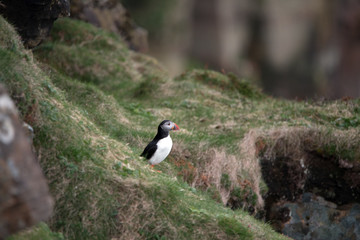 Puffin