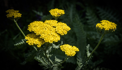 Goldgarbe Achillea filipendulina © EyeAmAmazed