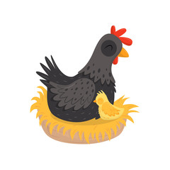 Black hen with yellow chick sitting in nest. Farm birds. Poultry farming theme. Flat vector element for advertising poster or banner