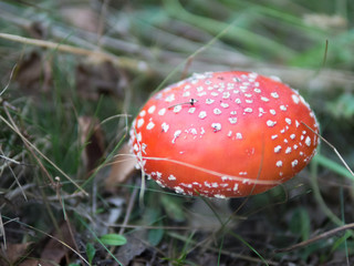 Poisonous mushroom in the forest