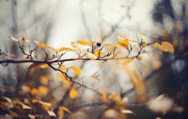 Branch of a hedge cotoneaster.