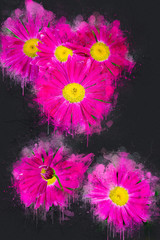 Bright blooming pink Chamomile in the garden. Acrylic ink