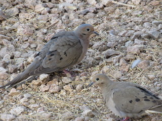 Mourning doves (Zenaida macroura) foraging for seeds and food in rocks and dirt in Arizona in the...
