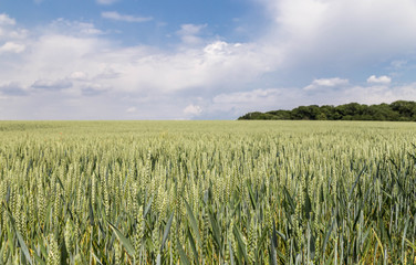 Grünes Getreidefeld