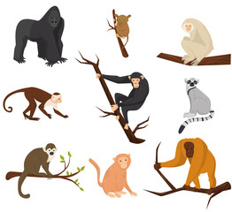 Flat vector set of 9 species of monkeys. Wild animals. Elements for promo poster or banner of zoo park. Wildlife theme