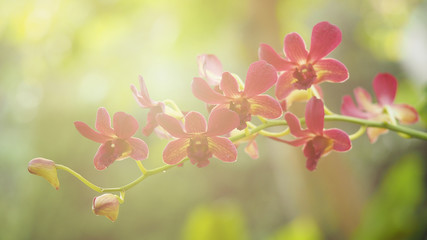 Close up orchid flower in garden at spring day for postcard idea concept design , Selective focus