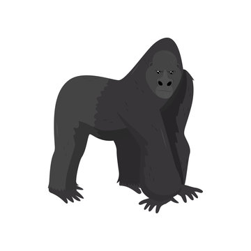 Large black gorilla. Wild mammal animal. Wildlife and zoo theme. Flat vector element for banner or poster of zoo park