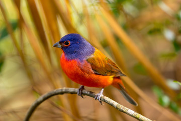 Painted Bunting