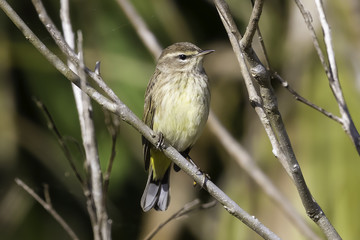 Palm Warbler 