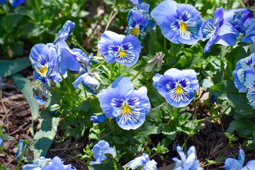 Blue flowers