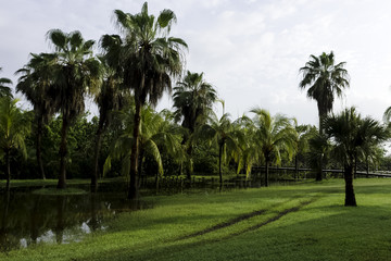 Obraz na płótnie Canvas Cuban swamp - Peninsula de Zapata National Park / Zapata Swamp, Cuba