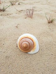 Schnecken am Strand