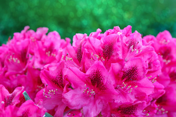 Red Azaleas flowers background.
