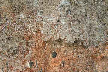 Asbestos slate texture concrete covered with lichen and moss	
