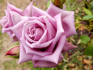 rosa viola

