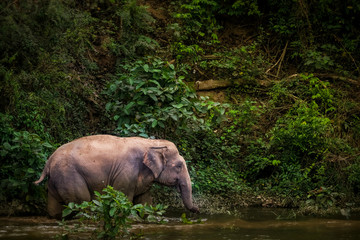Fototapeta premium asian elephant walking across the river in forest, Thailand