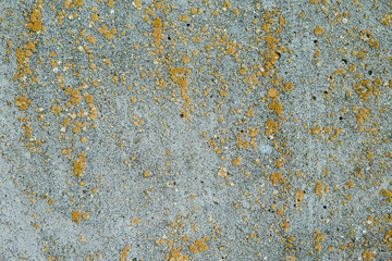 Asbestos slate texture concrete covered with lichen and moss