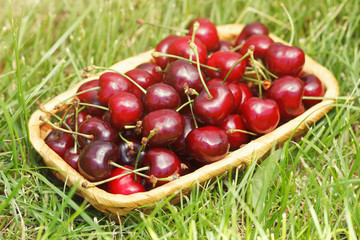 Merry cherries berries in wicker dish closeup in green grass of garden
