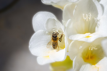 Bee =>Pollination 