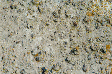 Asbestos slate texture concrete covered with lichen and moss
