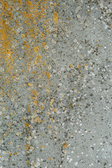 Asbestos slate texture concrete covered with lichen and moss