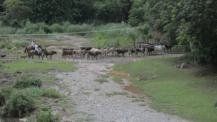 Walkers