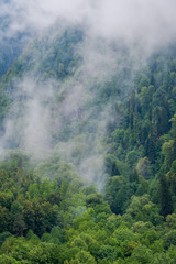 Forest on a hillside in fog