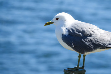 Gull. Close up of a seagull with the sea in the background. Copy space for text.