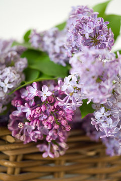 Lilac spring flowers in wooden vintage basket