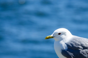 Fototapeta premium Gull. Close up of a seagull with the sea in the background. Copy space for text.