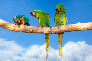 Parrots - Ara ararauna on tree and blue sky - aviation tropical vacation concept