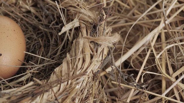One egg in nest close up