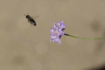 Bee fly away
