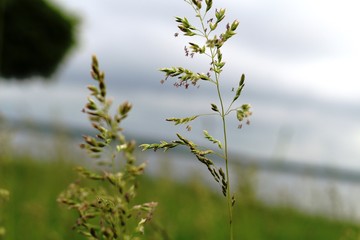 Green grass in the field