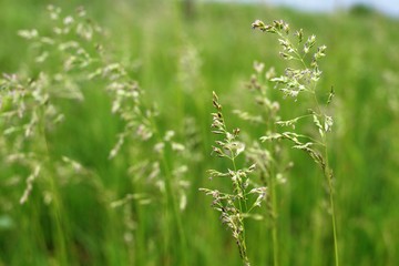 Green grass in the field