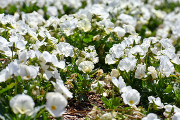 White Flowers